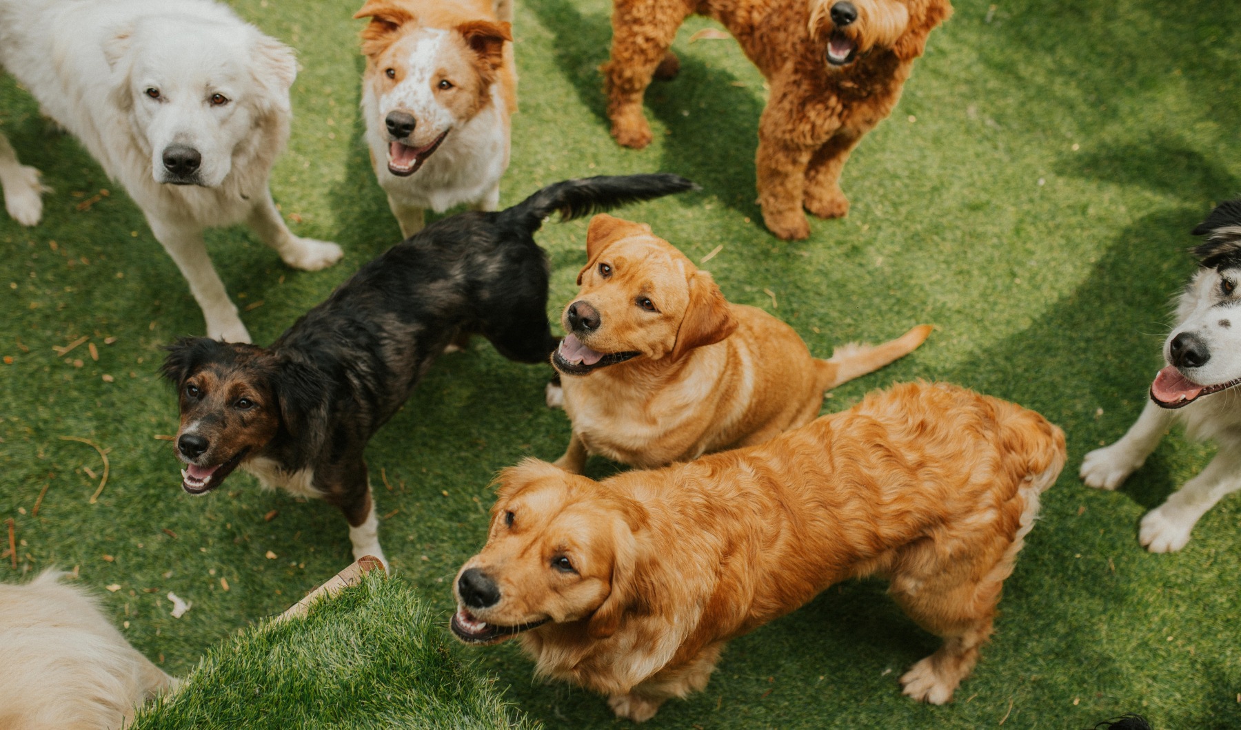 A group of dogs facing right